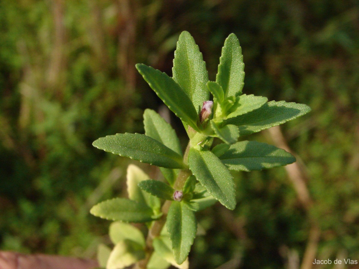 Limnophila repens (Benth.) Benth.